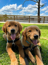 Load image into Gallery viewer, Private Dog Training